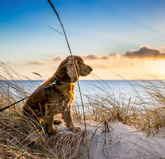 Oak Island NC Vacation Rentals & Beach Homes | Salt & Sand Realty