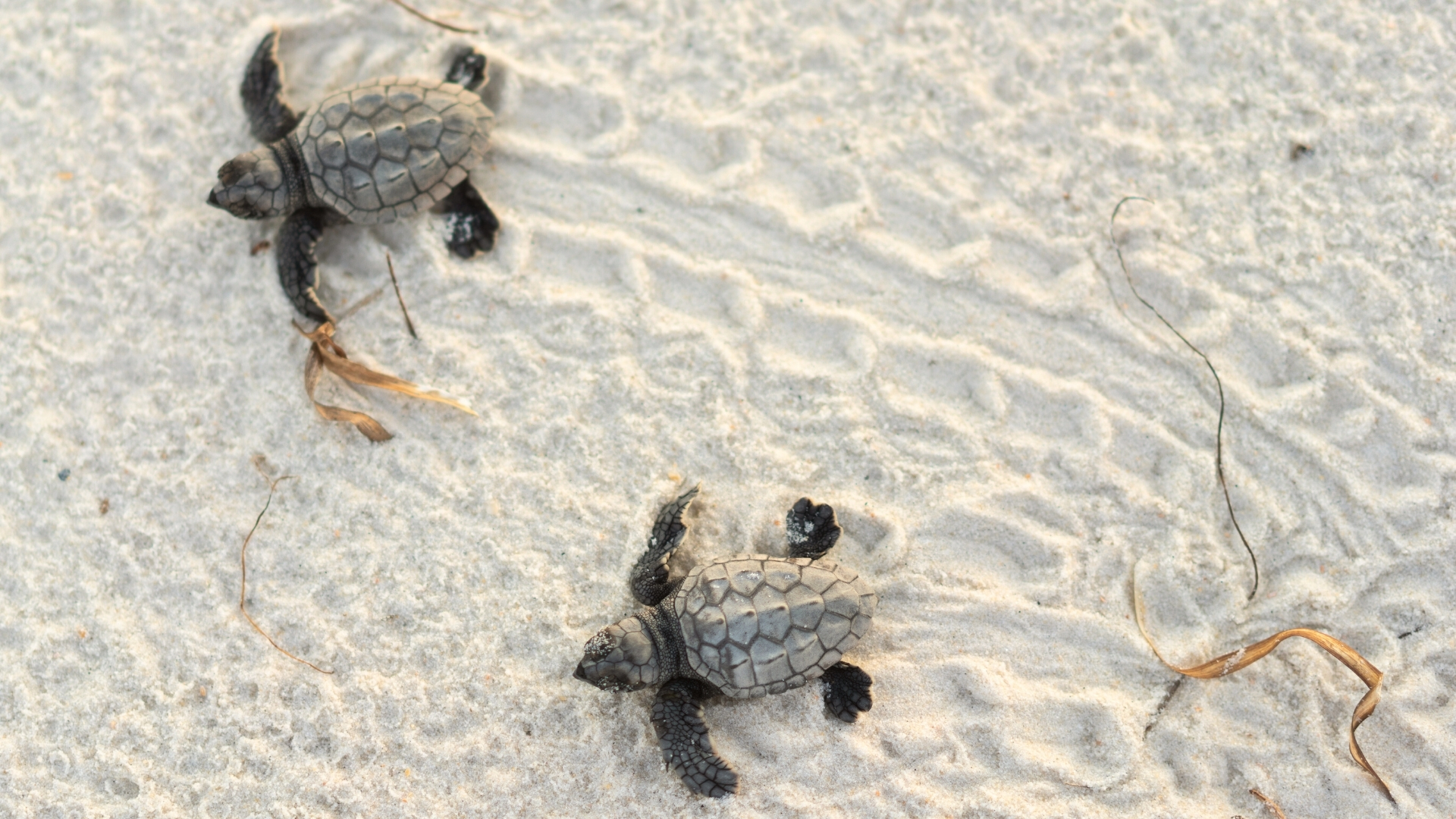 Oak Island Beach Nature - Sea Turtle Season