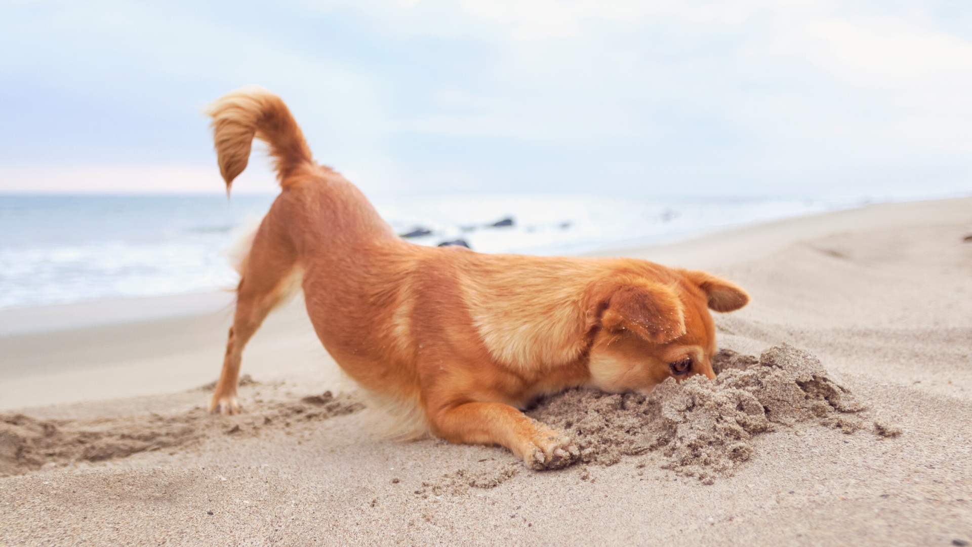 Oak Island Dog Unleashed on Beach in the Fall