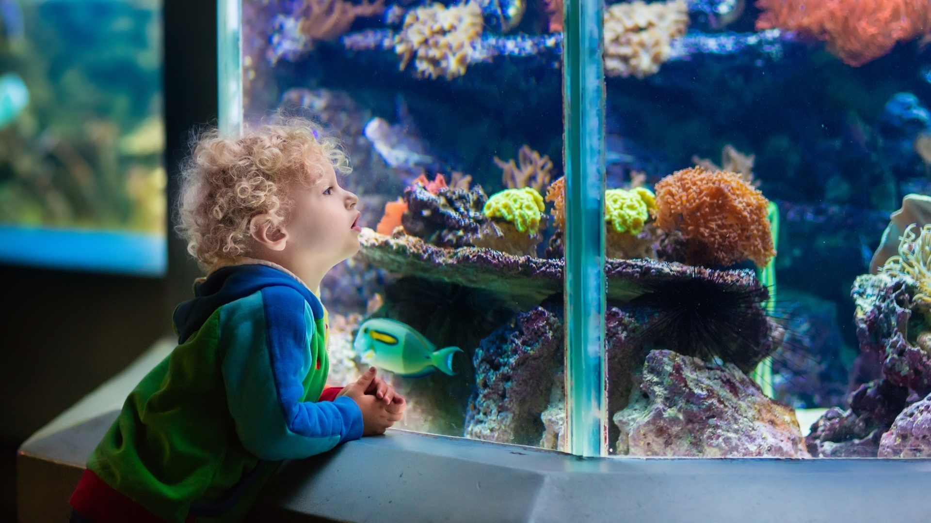 Fort Fisher Aquarium - Discover Marine Life