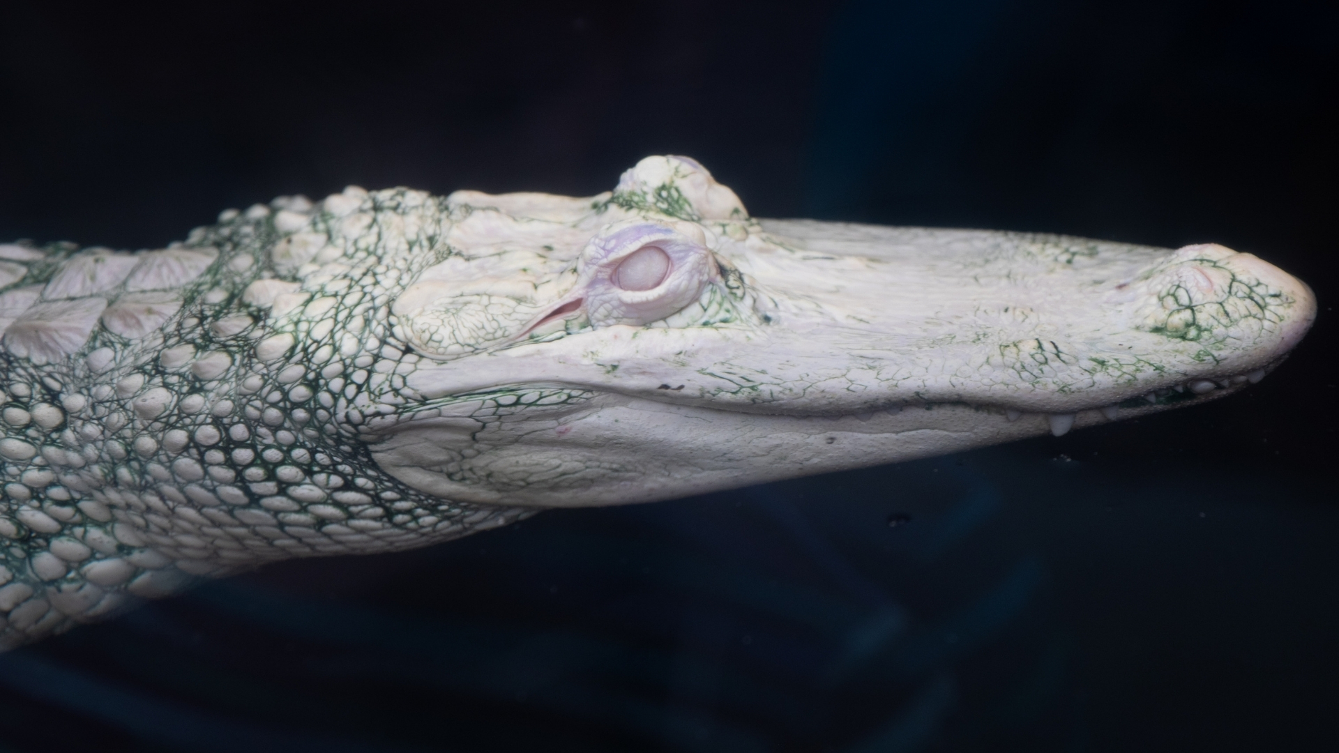 White Albino Alligator - North Carolina Aquarium at Fort Fisher