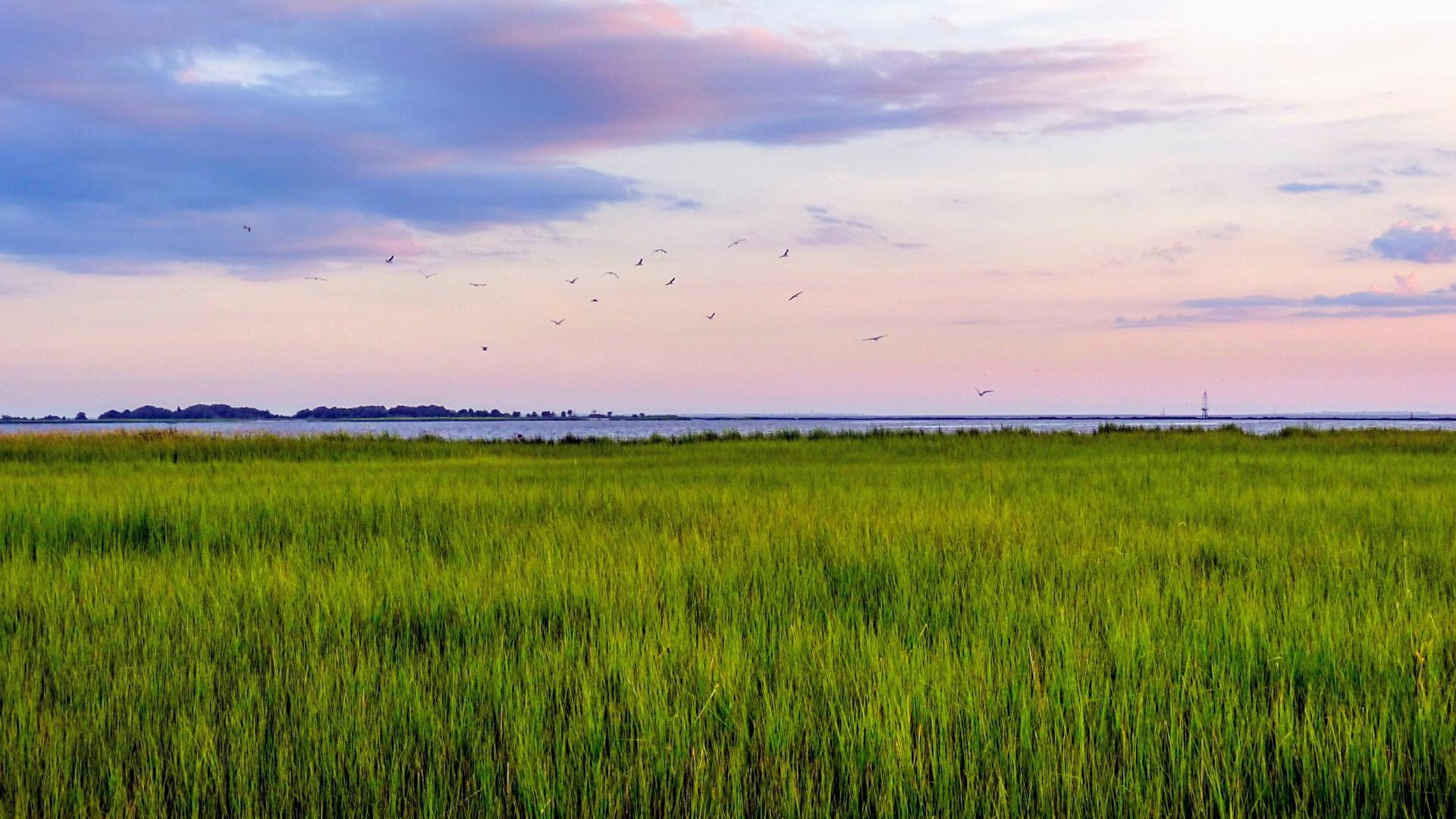 Coastal Marsh Views in North Carolina