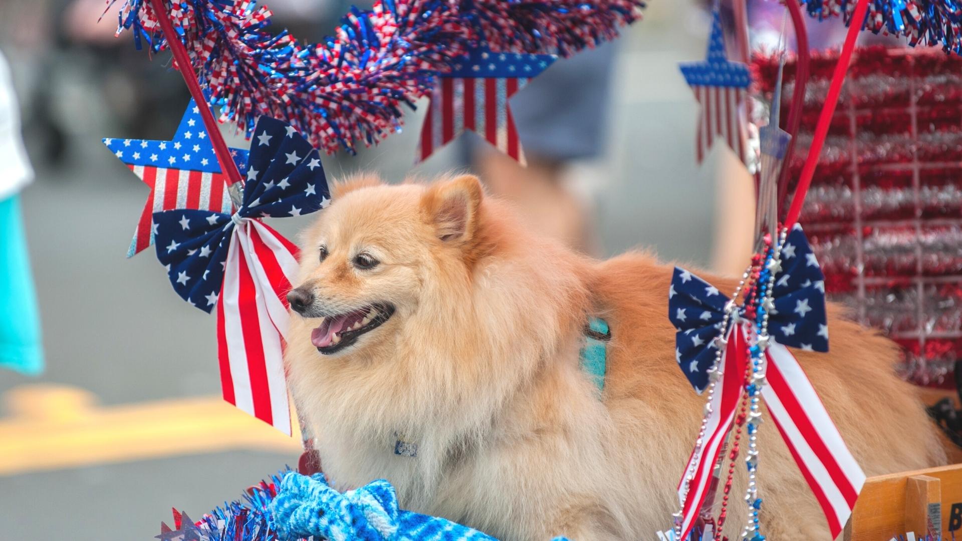 Pet Friendly Parades at the Beach for 4th of July