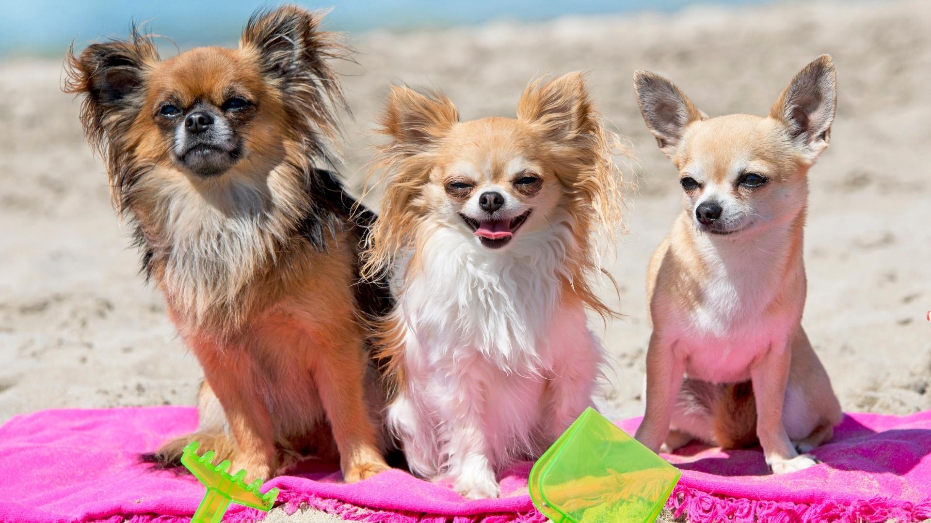 Little dogs at the beach