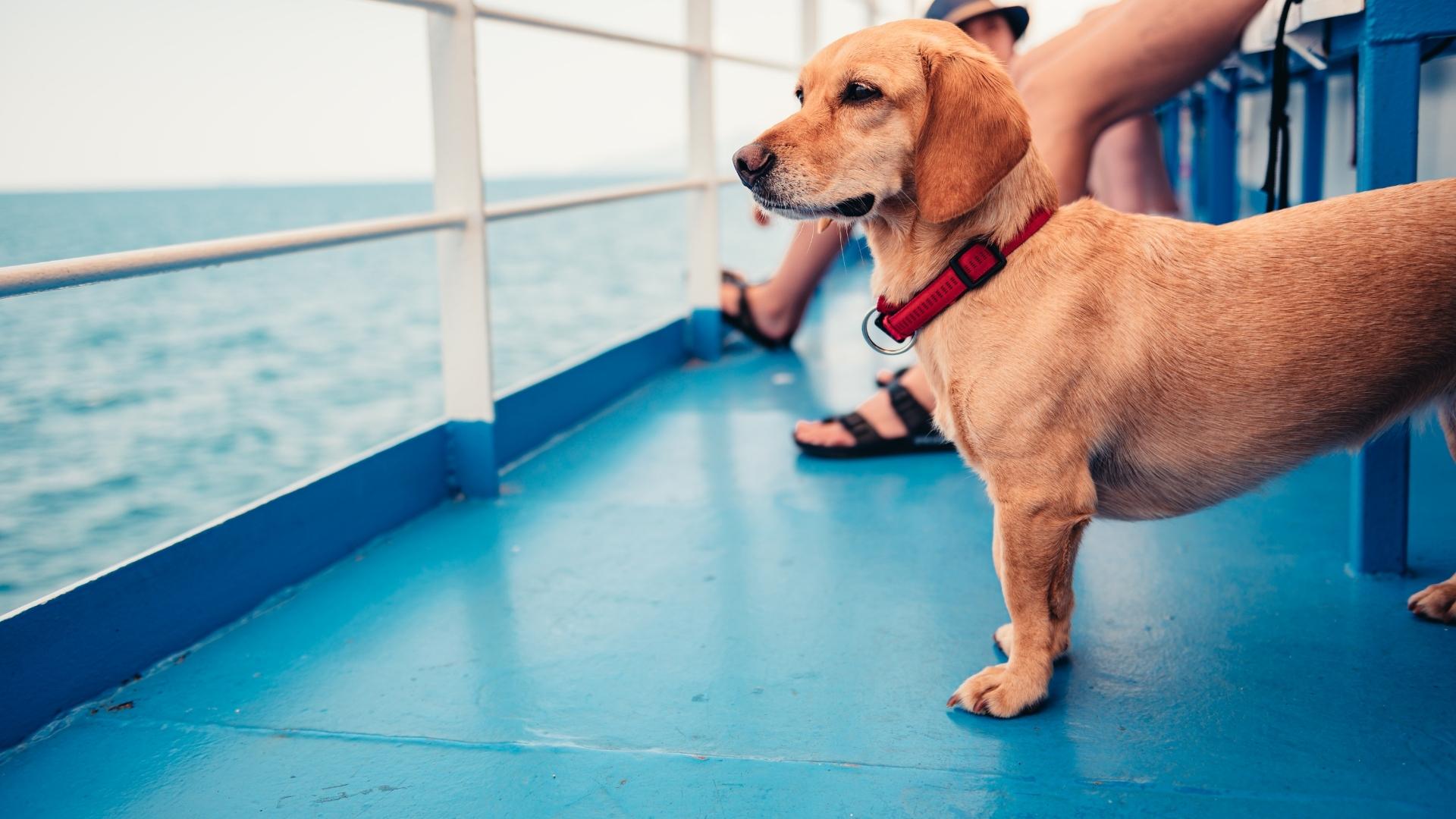 Dog on a ferry